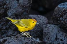 Yellow warbler on lava rocks, Galapagos-John Shaw-Photographic Print