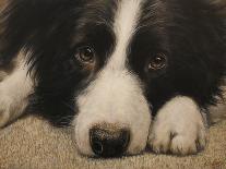 Border Collie-John Silver-Giclee Print