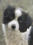 Border Collie-John Silver-Giclee Print