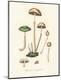 Premium Giclee Print