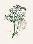 Aniseed (Pimpinella Anisum) Medical Botany-John Stephenson and James Morss Churchill-Photographic Print