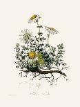 Chamomile (Anthemis Nobilis) Medical Botany-John Stephenson and James Morss Churchill-Framed Premier Image Canvas
