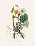 Coltsfoot (Tussilago Farfara) Medical Botany-John Stephenson and James Morss Churchill-Photographic Print