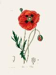 Christmas Rose (Helleborus Niger) Medical Botany-John Stephenson and James Morss Churchill-Photographic Print