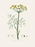 Dill (Anethum Graveolens) Medical Botany-John Stephenson and James Morss Churchill-Photographic Print