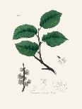 Cherry Laurel (Prunus Laurocerasus) Medical Botany-John Stephenson and James Morss Churchill-Photographic Print