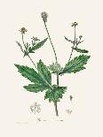 Coltsfoot (Tussilago Farfara) Medical Botany-John Stephenson and James Morss Churchill-Framed Premier Image Canvas