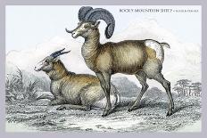 Cashmere Goats-John Stewart-Art Print