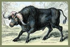 The African Buffalo-John Stewart-Art Print