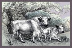 The Persian Sheep-John Stewart-Art Print