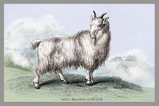 The Wool-Bearing Antelope-John Stewart-Art Print