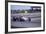 John Surtees Driving a Honda, Spanish Grand Prix, Jarama, 1968-null-Framed Photographic Print