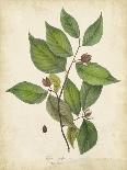 Beech Tree Foliage-John Torrey-Premium Giclee Print