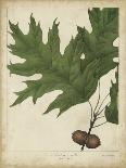Hickory Tree Foliage-John Torrey-Art Print
