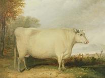 White, Short-Horned Cow in a Landscape-John Vine-Framed Giclee Print