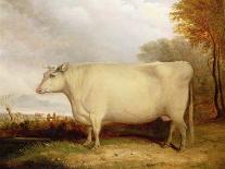 White, Short-Horned Cow in a Landscape-John Vine-Framed Giclee Print