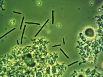 LM of Lactobacillus Bulgaricus Bacteria-John Walsh-Framed Premier Image Canvas