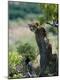 Photographic Print
