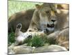 Photographic Print