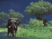 Male Elephant under Stormy Skies on Bank of Zambezi River, Zimbabwe-John Warburton-lee-Photographic Print