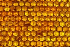 Close up of honeycomb from Honey bee hive, Arabian Gulf-John Waters-Photographic Print
