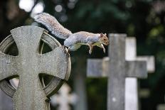 Grey squirrel leaping onto a gravestones, UK-John Waters-Photographic Print