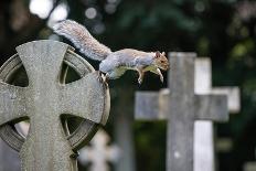 Grey squirrel leaping off a gravestone in a churchyard, UK-John Waters-Framed Photographic Print