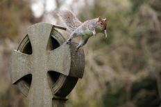 Grey squirrel leaping off a gravestone in a churchyard, UK-John Waters-Photographic Print