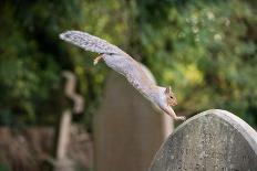 Grey squirrel leaping off a gravestone in a churchyard, UK-John Waters-Photographic Print