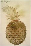 Botany: Pineapple, 1585-John White-Framed Giclee Print