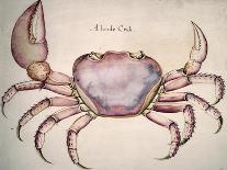 Land Crab-John White-Giclee Print