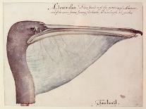 Pelican, C.1590-John White-Giclee Print