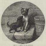 Amongst the Pets-John William Bottomley-Framed Giclee Print