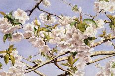 Apple Blossoms-John William Hill-Framed Art Print