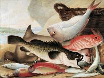 Fish Catch and Dawes Point, Sydney Harbour, C.1813-John William Lewin-Premier Image Canvas