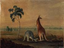 Kangaroos in a Landscape, C.1819-John William Lewin-Giclee Print