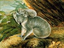 Koala and Young, 1803-John William Lewin-Giclee Print