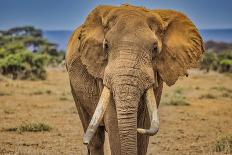 Kilimanjaro in morning with Elephant, Amboseli National Park, Africa-John Wilson-Photographic Print