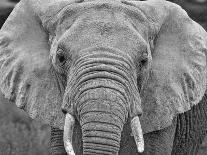 Elephant family, Amboseli National Park, Africa-John Wilson-Photographic Print