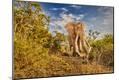 Photographic Print