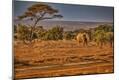 Photographic Print