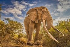 Elephant family, Amboseli National Park, Africa-John Wilson-Photographic Print