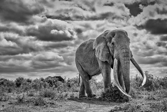 Photographic Print, , large