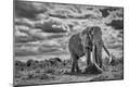 Photographic Print