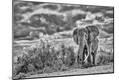 Photographic Print