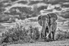 Kilimanjaro in morning with Elephant, Amboseli National Park, Africa-John Wilson-Photographic Print