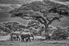 Elephant family train, Amboseli National Park, Africa-John Wilson-Photographic Print