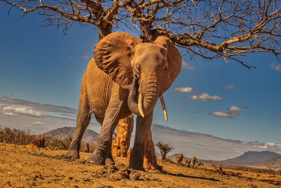 Photographic Print, , large