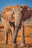 Kilimanjaro in morning with Elephant, Amboseli National Park, Africa-John Wilson-Photographic Print