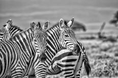 Zebras on alert, Tsavo West National Park, Africa-John Wilson-Photographic Print